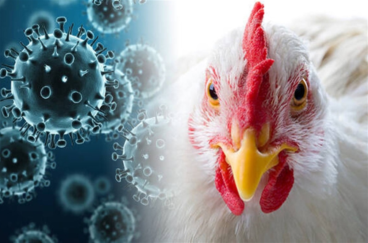 Avian bird flu arrives in L. A. County Lakewood Online